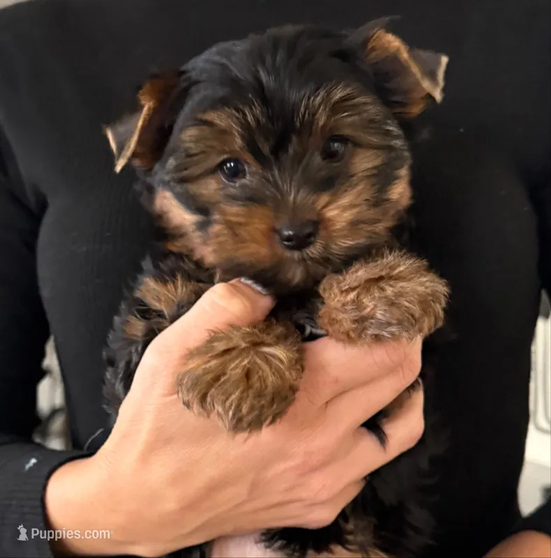 Luna (AKC) – Yorkshire Terrier puppy for sale in Orangevale, CA