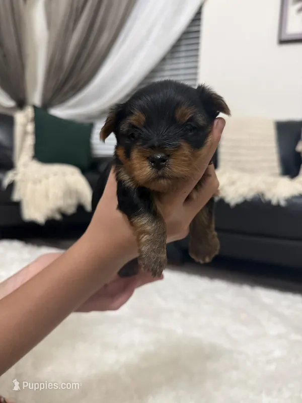 Luna – Yorkshire Terrier puppy for sale in Orangevale, CA