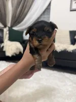 Luna, a female Yorkshire Terrier for sale in Orangevale, CA – 1 of 5