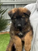 Puppy1, a male German Shepherd Dog for sale in Orangevale, CA – Photo 4 of 9