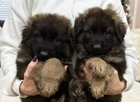 Puppy1, a male German Shepherd Dog for sale in Orangevale, CA – Photo 6 of 9