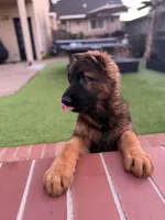 Puppy1, a male German Shepherd Dog for sale in Orangevale, CA – Photo 5 of 9