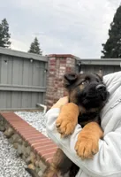 Puppy1, a male German Shepherd Dog for sale in Orangevale, CA – Photo 7 of 9