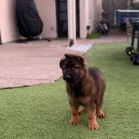 Puppy1, a male German Shepherd Dog for sale in Orangevale, CA – Photo 4 of 6