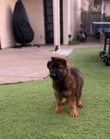 Puppy1, a male German Shepherd Dog for sale in Orangevale, CA – Photo 3 of 9