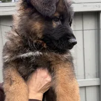 Puppy1, a male German Shepherd Dog for sale in Orangevale, CA – Photo 5 of 6