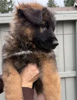 Puppy1, a male German Shepherd Dog for sale in Orangevale, CA – Photo 8 of 9