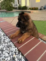 Puppy1, a male German Shepherd Dog for sale in Orangevale, CA – Photo 9 of 9