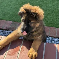 Puppy1, a male German Shepherd Dog for sale in Orangevale, CA – Photo 3 of 6