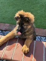 Puppy1, a male German Shepherd Dog for sale in Orangevale, CA – Photo 2 of 9