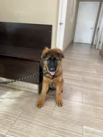 Puppy1, a male German Shepherd Dog for sale in Orangevale, CA – Photo 6 of 6