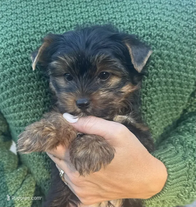 Luna – Yorkshire Terrier puppy for sale in Orangevale, CA