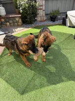 Puppy(2), a male German Shepherd Dog for sale in Orangevale, CA – 2 of 9