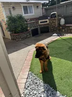 Puppy(2), a male German Shepherd Dog for sale in Orangevale, CA – 3 of 9