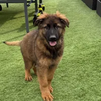 Puppy(2), a male German Shepherd Dog for sale in Orangevale, CA – Photo 1 of 9