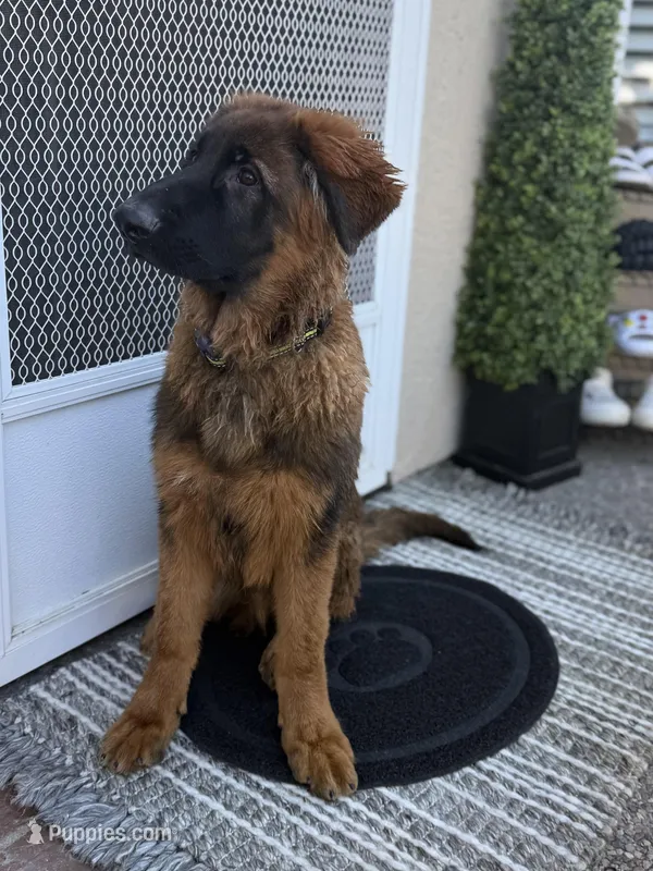 Puppy(2), a male German Shepherd Dog for sale in Orangevale, CA – Photo 1 of 10