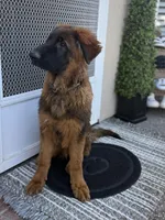 Puppy(2), a male German Shepherd Dog for sale in Orangevale, CA – Photo 1 of 10