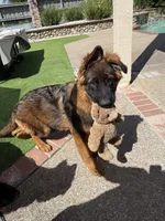 Puppy(2), a male German Shepherd Dog for sale in Orangevale, CA – 4 of 9