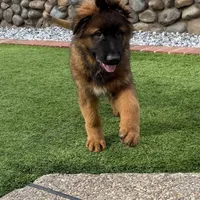 Puppy(2), a male German Shepherd Dog for sale in Orangevale, CA – Photo 9 of 9