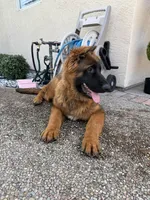 Puppy(2), a male German Shepherd Dog for sale in Orangevale, CA – 9 of 9