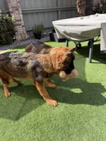 Puppy(2), a male German Shepherd Dog for sale in Orangevale, CA – 5 of 9