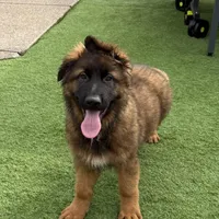 Puppy(2), a male German Shepherd Dog for sale in Orangevale, CA – Photo 3 of 9