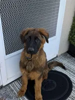 Puppy(2), a male German Shepherd Dog for sale in Orangevale, CA – Photo 2 of 10