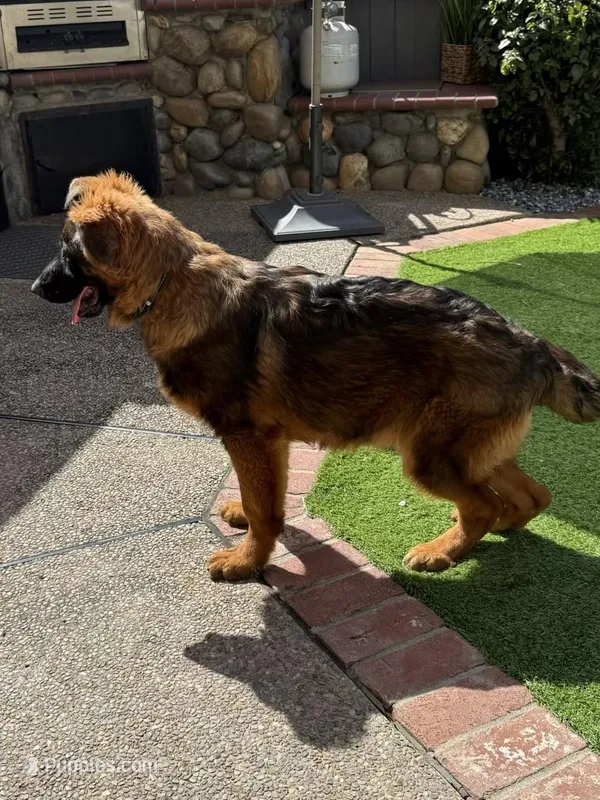 Puppy(2) – German Shepherd Dog puppy for sale in Orangevale, CA