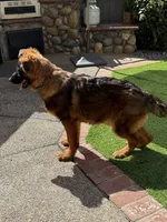 Puppy(2), a male German Shepherd Dog for sale in Orangevale, CA – 1 of 9