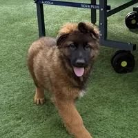 Puppy(2), a male German Shepherd Dog for sale in Orangevale, CA – Photo 2 of 9