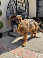 Puppy(2), a male German Shepherd Dog for sale in Orangevale, CA – 7 of 9