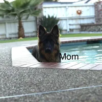 Puppy(2), a male German Shepherd Dog for sale in Orangevale, CA – Photo 8 of 9