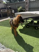 Puppy(2), a male German Shepherd Dog for sale in Orangevale, CA – 8 of 9