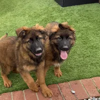 Puppy(2), a male German Shepherd Dog for sale in Orangevale, CA – Photo 7 of 9