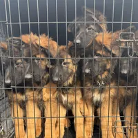 Puppy(2), a male German Shepherd Dog for sale in Orangevale, CA – Photo 6 of 9