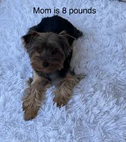 Luna, a female Yorkshire Terrier for sale in Orangevale, CA – 4 of 5