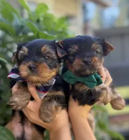 Bobi, a male Yorkshire Terrier for sale in Orangevale, CA – 2 of 10