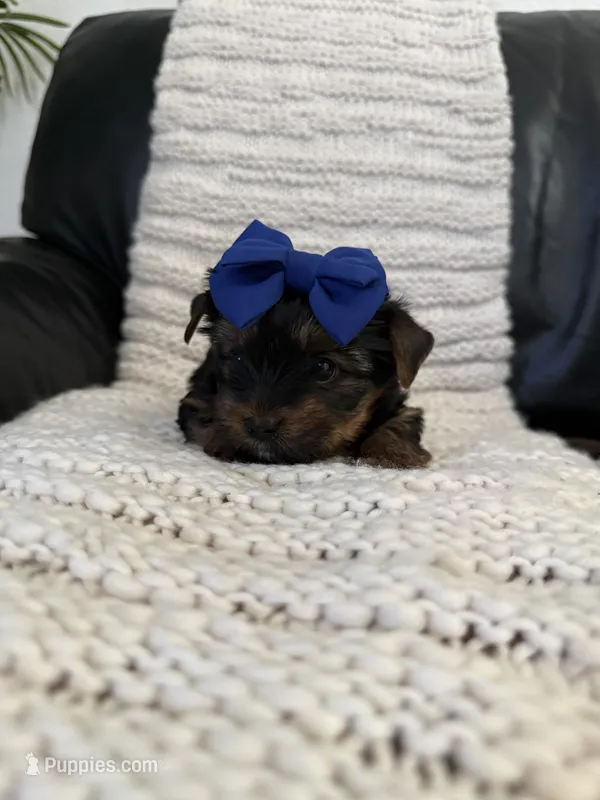 Luna – Yorkshire Terrier puppy for sale in Orangevale, CA