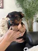 Bobi, a male Yorkshire Terrier for sale in Orangevale, CA – 4 of 10