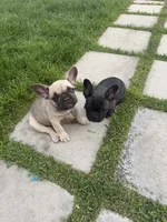 Mazzi, a male French Bulldog for sale in Yucaipa, CA – 4 of 4