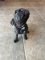 Charlie ❤️, a female French Bulldog for sale in Yucaipa, CA – 4 of 5