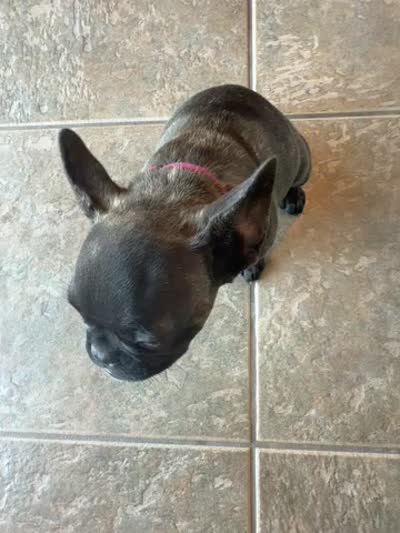 Charlie ❤️, a female French Bulldog for sale in Yucaipa, CA – 5 of 5