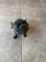 Charlie ❤️, a female French Bulldog for sale in Yucaipa, CA – 3 of 5