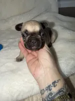 Mazzi, a male French Bulldog for sale in Yucaipa, CA – 2 of 4