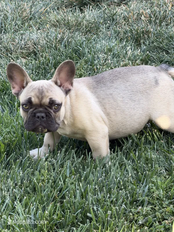 Mazzi – French Bulldog puppy for sale in Yucaipa, CA