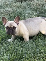 Mazzi, a male French Bulldog for sale in Yucaipa, CA – 1 of 4
