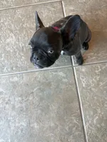 Charlie ❤️, a female French Bulldog for sale in Yucaipa, CA – 2 of 5