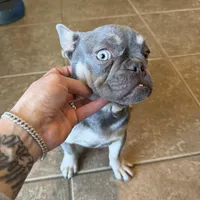 Milo, a male French Bulldog for sale in Yucaipa, CA – Photo 3 of 6