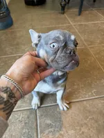 Milo, a male French Bulldog for sale in Yucaipa, CA – Photo 3 of 6