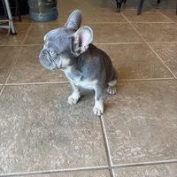 Milo, a male French Bulldog for sale in Yucaipa, CA – Photo 6 of 6